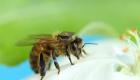 CSIRO puts backpacks on bees to study colony collapse