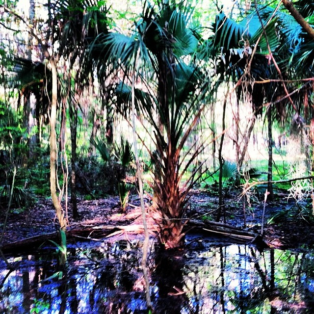 Run through the swamp before a long night of studying. #swamp #gainesville #uf