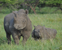 &Beyond tackles rhino poaching