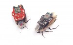 Тараканы-киборги ищут местонахождение жертв ЧС