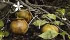 Citrus Greening Emergency