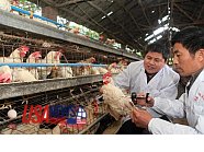                       Fatal new bird flu strain worries scientists                  