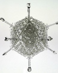 Deadly Viruses Made Beautiful In Glass Sculptures