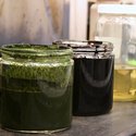 Algae Converted To Crude Oil In One Hour