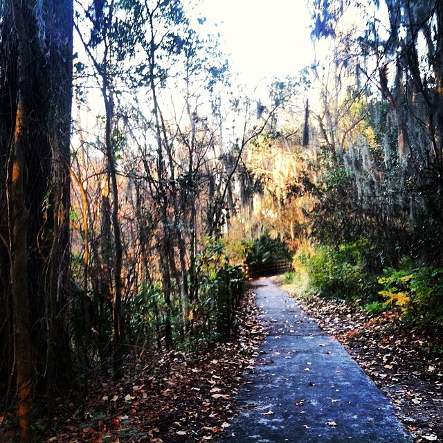 I really do enjoy the walk from the parking lot to my office #gainesville #florida #january #swamp #uf #universityofflorida #nature